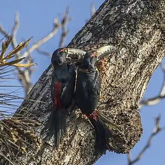 pair at nest