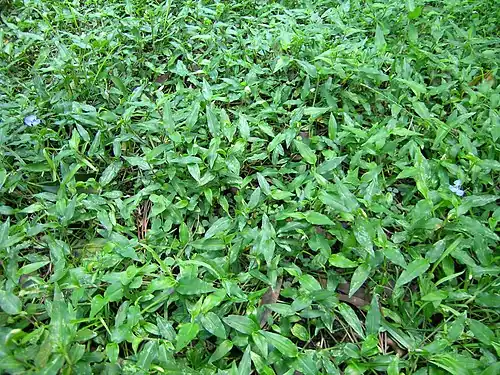 Habit