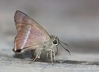 Ventral view