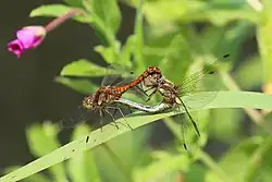 mating (female blue abdomen and red pterostigma)