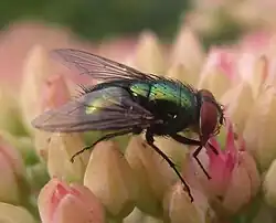 L. sericata on sedum flowers.