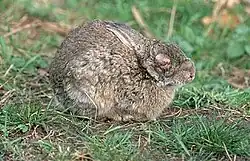 A rabbit sitting in the grass. One eye is visible, and the skin around it is swollen over the eye.