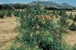 A cluster of coniferous surround creeks