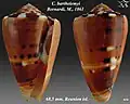 Conus barthelemyi Bernardi, M., 1861
