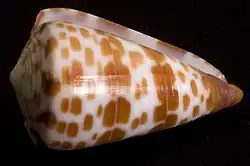 Conus tessulatus specimen from La Pas, Baja California Sur, Mexico.