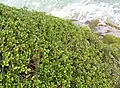 Taupara (Coprosma repens) growing on Paratahi Island