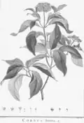 Botanical illustration