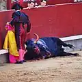 Tercio de muerte: The bull, fatally wounded, falls to the ground.