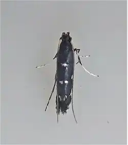 A blackish moth with wings folded