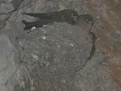 mud cup nest containing three young