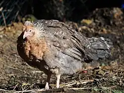 a dull grey-brown hen