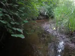 Creek wandering across Benvoulin Wetlands