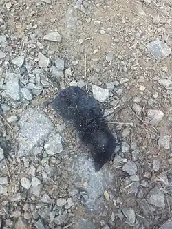 Black shrew