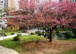 Cherry trees donated by the Japanese government
