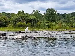 Egret in the Charles River at Cutler Park