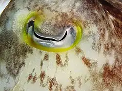 Cuttlefish eye