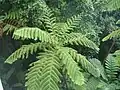 Helecho gigante (Cyathea arborea)
