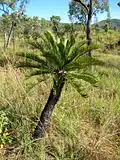 Wild plant in open savanna in north Queensland