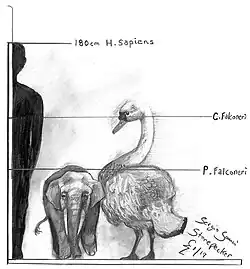 Illustration, with human and Cygnus falconeri for scale