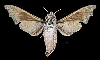 Female, ventral view