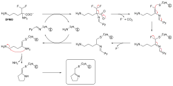 2D chemical structure diagram depicting a lysine residue from the enzyme first reacting with DFMO, elimination of fluoride and carbon dioxide, followed by cysteine attacking the covalent lysine-DFMO adduct freeing the lysine residue to form an irreversible cysteine adduct