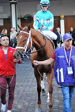 Monomoy Girl - Distaff