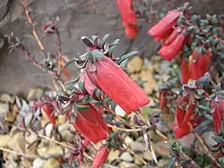 Darwinia hypericifolia in Royal Botanic Gardens, Cranbourne