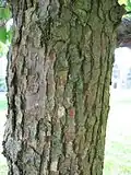 Bark