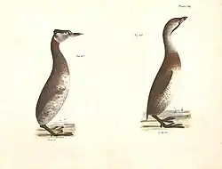 Plate CXLI, red-necked grebe left, and dipper right