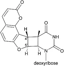 Thymidine adduct of angelicin
