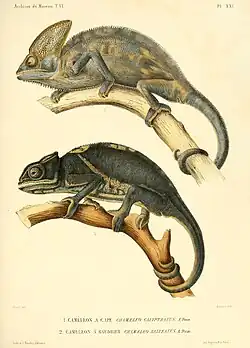 An 1852 illustration of Furcifer balteatus by Auguste Duméril (bottom)