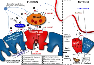 Determinants of Gastric Acid Secretion