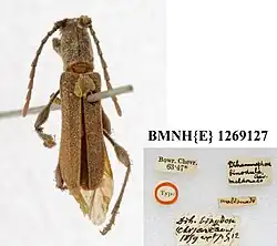 Dihammaphora binodula specimen