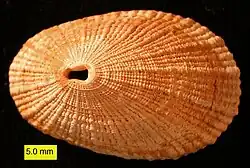 The limpet Diodora italica from the Pliocene of Cyprus