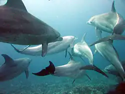 Bottlenose dolphins