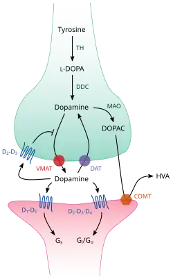 Cartoon diagram of a dopaminergic synapse, showing the synthetic and metabolic mechanisms as well as the things that can happen after release.