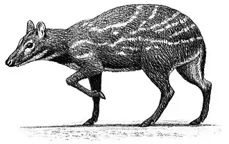 Dorcatherium sp. by Mauricio Anton