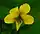 Viola pubescens, downy yellow violet, Ellison bluff