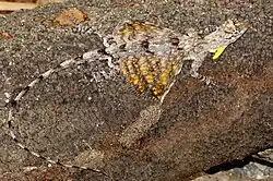 Timor flying dragon (Draco timoriensis) perched on a log