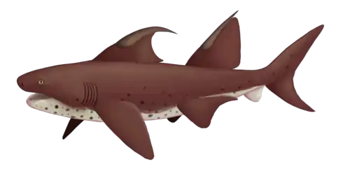 Dracopristis was a Ctenacanthiform elasmobranch from the late Carboniferous of New Mexico.