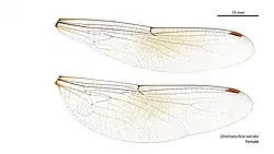 Female wings