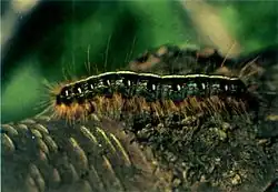 Eastern tent caterpillar, Malacosoma americanum