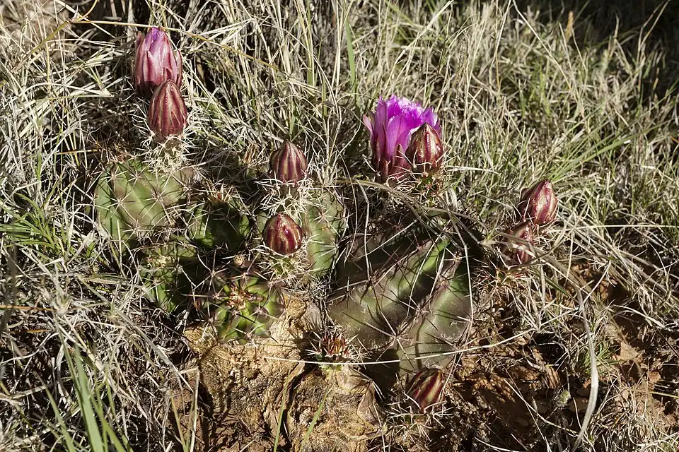 Plants growing in Big Pine Canyon, Lincoln County, New Mexico