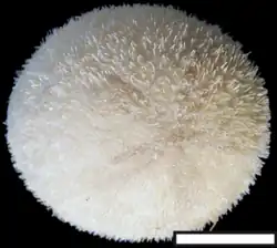 Echinolampas depressa, an Echinolampadoida