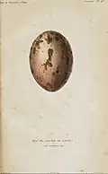 Egg of Aramus guarauna painted by Louis Victor Bevalet (1808–), engraved by Annedouche