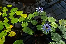 Nymphaea nouchali, commonly known as Blue Lotuses, photographed at the gardens