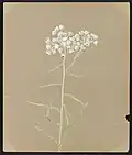 Anaphalis margaritacea, Benth. & Hook. (Pearly Everlasting), August 16, 1885