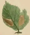 A mined bramble leaf