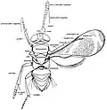 Body parts of a parasitic wasp (Encyrtidae, Chalcidoidea)