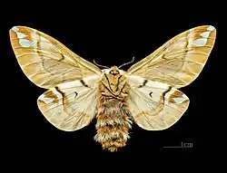 Female ventral side, MHNT